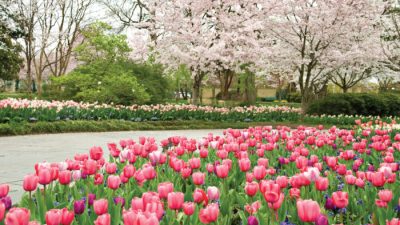 Botanical gardens dallas a haven for plant lovers