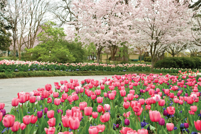 Dallas Arboretum and Botanical Gardens - Visit Plano