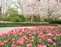 Botanical gardens dallas a haven for plant lovers
