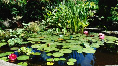 Webb Water Gardens A Serene Aquatic Paradise Experience