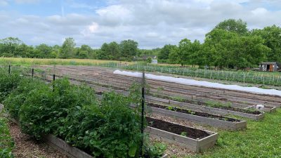 Gardens Health Nurturing Natures Sanctuary