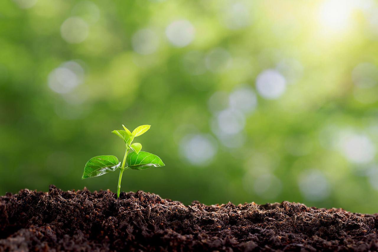Download Growing Sustainability Wallpaper | Wallpapers.com