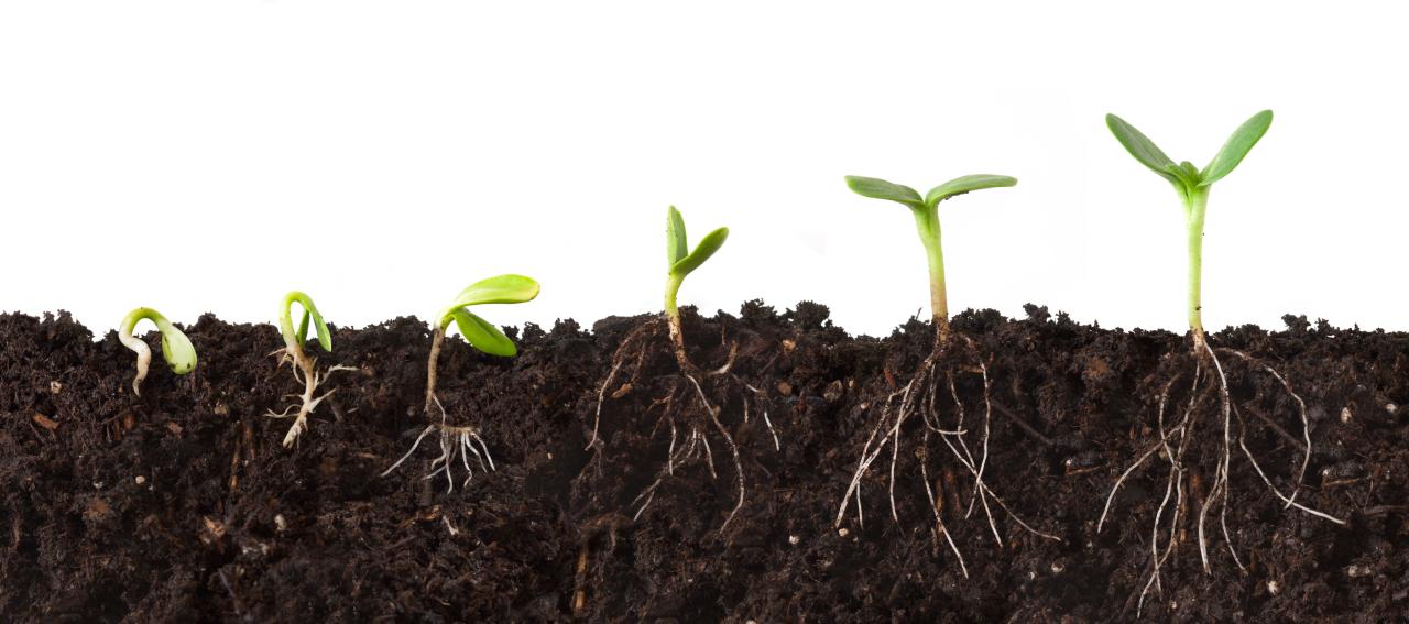 Plant Growing In Hand